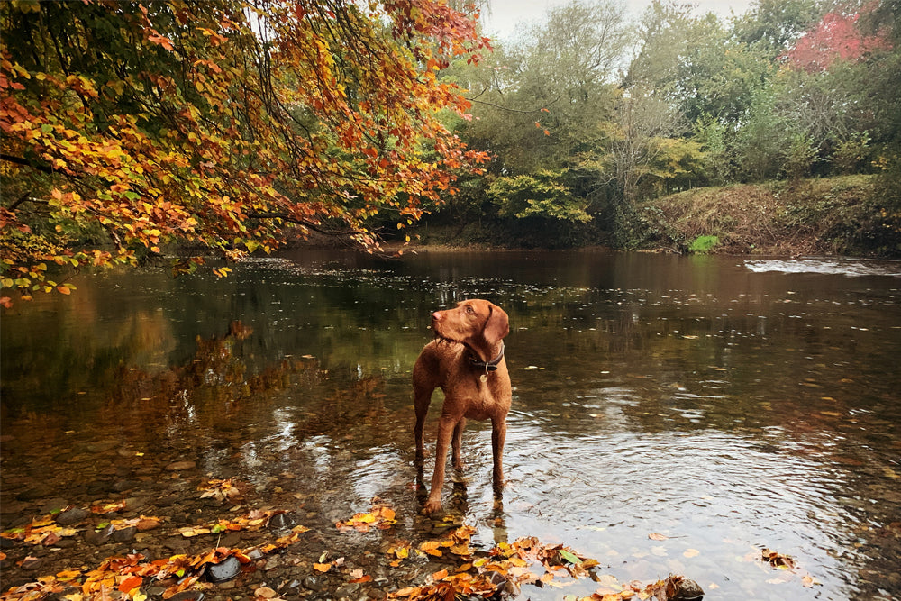 Dartington River walk in Autumn